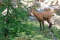 A young chamois in the Ecrins National Park Royalty Free Stock Photo