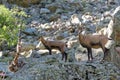 A young Chamois and his mother in the Ecrins National Park Royalty Free Stock Photo