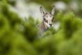 Young chamois (lat. rupicapra rupicapra) behind knee timber Royalty Free Stock Photo