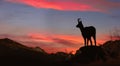 Young chamois observes the sunset on the rock