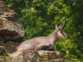 Young chamois on a rock