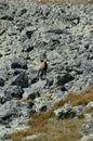 Young chamois on a rock