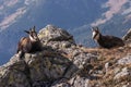 Young chamois on the rocks.