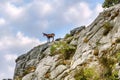 Young chamois on a rocky cliff against the background of cirrus blue clouds