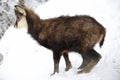 Young chamois Royalty Free Stock Photo