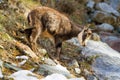 Young chamois wildlife