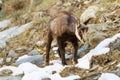 Young chamois wildlife