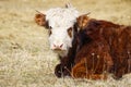 Young Chandler Herefords cow Portrait. Brown and white paint cow. Cute Orange cow with white head Royalty Free Stock Photo