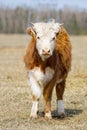 Young Chandler Herefords cow Portrait. Brown and white paint cow. Cute Orange cow with white head Royalty Free Stock Photo
