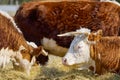 Young Chandler Herefords cow Portrait. Brown and white paint cow. Cute Orange cow with white head Royalty Free Stock Photo