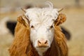 Young Chandler Herefords cow Portrait. Brown and white paint cow. Cute Orange cow with white head Royalty Free Stock Photo