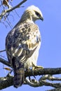 Young changeable hawk-eagle or crested hawk-eagle in Jim Corbett National Park, India