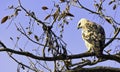 Young changeable hawk-eagle or crested hawk-eagle in Jim Corbett National Park, India