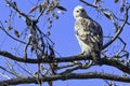 Young changeable hawk-eagle or crested hawk-eagle in Jim Corbett National Park, India Royalty Free Stock Photo