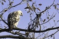 Young changeable hawk-eagle or crested hawk-eagle in Jim Corbett National Park, India Royalty Free Stock Photo