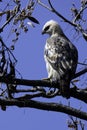 Young changeable hawk-eagle or crested hawk-eagle in Jim Corbett National Park, India