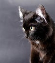 Young charming black cat with white hair in the ears