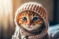 A young, charming kitty in a wool cap. Close-up Studio photography. The concept of care, education, training and breeding of