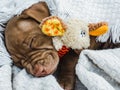 Charming puppy, lying on a white plaid Royalty Free Stock Photo