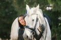 Young charming woman walking with white horse in summer warm day at country estate. Lifestyle mood. Concept of nature Royalty Free Stock Photo