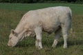 Young Charolais calf