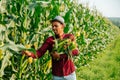 young and cheerful modern African American farmer gathers corn cobs