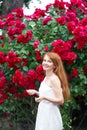 Portrait of a pretty redhead girl dressed in a white light dress on a background of blooming roses. Outdoor Royalty Free Stock Photo