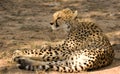 Young cheetah Royalty Free Stock Photo