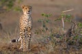 Young cheetah Royalty Free Stock Photo