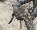 Young cheetah cub rests while learning to climb trees