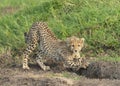 Young Cheetah Baby stretching his body at Masai Mara, Kenya Royalty Free Stock Photo