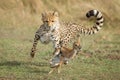 Young Cheetah chasing a baby Thompson`s Gazelle Masai Mara Kenya learning to hunt Royalty Free Stock Photo