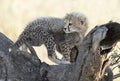 Young cheetah cub.