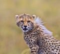 Young Cheetah Cub Portrait Royalty Free Stock Photo