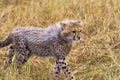 Young Cheetah Cub Portrait Royalty Free Stock Photo