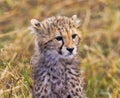 Young Cheetah Cub Portrait Royalty Free Stock Photo