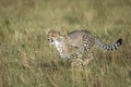 Young cheetah cub running through green grass in Masai Mara in Kenya