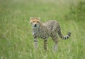 Young Cheetah cub walking in a green grass at Masai Mara, Kenya Royalty Free Stock Photo