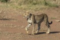 Young cheetah cub walking in Serengeti in Tanzania