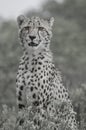 Young cheetah focussed on its pray, always a good sighting