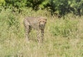 Young cheetah