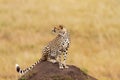 Young cheetah looking for food, Masai Mara