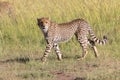 Young cheetah at the masai mara Royalty Free Stock Photo