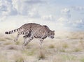 Young Cheetah Running Royalty Free Stock Photo