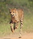 Cheetah on the Run Royalty Free Stock Photo