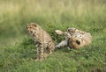 Young cheetah sitting while mother cheetah is sleeping at Masai Mara , Kenya Royalty Free Stock Photo