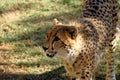 Young cheetah, South Africa Royalty Free Stock Photo