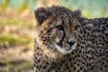 Cheetah looking into the distance. Royalty Free Stock Photo