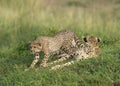 Young Cheetah stalking on birds at Masai Mara, Kenya Royalty Free Stock Photo