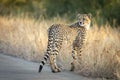 Young cheetah standing in tall dry grass on the edge of the road in Kruger Park South Africa Royalty Free Stock Photo